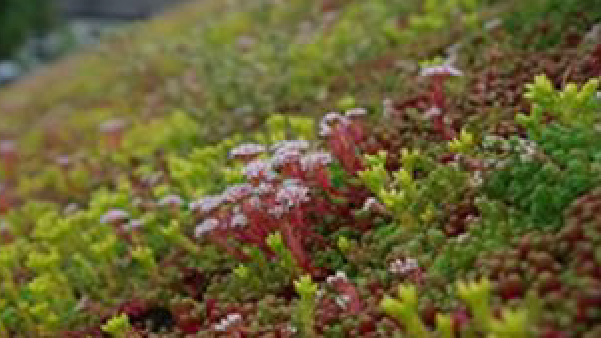 SKZ認證與檢測中心抗根莖穿透認證_抗根莖穿透測試_BMI_TPO防水卷材_2